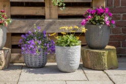 Bloempot Arkansas Egg Washed - D32 X H31cm - Lichtgrijs -Ingemaakte Serie Winkel arkansas egg pot washed grey d32h31 bloempot 7 9