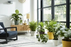 Bloempot Elho B.for Original Rond 25cm - Warm Grijs -Ingemaakte Serie Winkel bfor original rond 25cm bloempot warm grijs 7 17