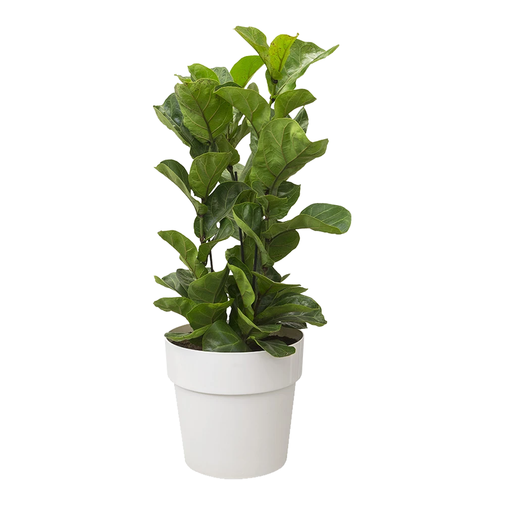 Bloempot Elho b.for original rond 25cm - Wit Bloempot Elho B.for Original Rond 25cm - Wit -Ingemaakte Serie Winkel bfor original rond 25cm bloempot wit 5 8