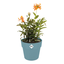 Bloempot Elho B.for Original Rond 25cm - Duifblauw -Ingemaakte Serie Winkel bfor original rond bloempot duifblauw 3 1 1