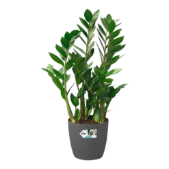 Bloempot Elho Brussels Rond 35cm - Met Wielen - Antraciet -Ingemaakte Serie Winkel bloempot elho brussels rond 35cm met wielen antraciet bloempot antraciet 5 1