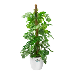 Bloempot Elho Brussels Rond 35cm - Met Wielen - Wit -Ingemaakte Serie Winkel bloempot elho brussels rond 35cm met wielen wit bloempot wit 5 1