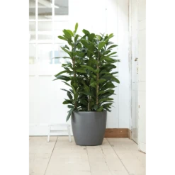 Bloempot Elho Brussels Rond 40cm - Met Wielen - Antraciet -Ingemaakte Serie Winkel bloempot elho brussels rond 40cm met wielen antraciet bloempot antraciet 6 1