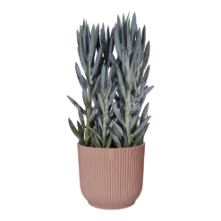 Bloempot Elho Vibes Fold Rond Wielen - D35 X H32cm - Delicaat Roze -Ingemaakte Serie Winkel bloempot elho vibes fold rond wielen d35 x h32cm delicaat roze bloempot 3 3