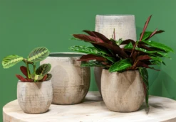 Bloempot Steef - D49 X H45cm - Creme Groen -Ingemaakte Serie Winkel bloempot steef d49 h45 creme groen bloempot 6 6