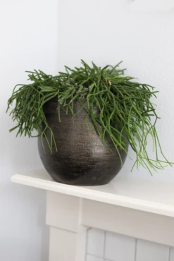 Bloempot Tokio - D32 X H30cm - Goud 3 Bloempot Tokio - D32 X H30cm - Goud -Ingemaakte Serie Winkel bloempot tokio goud bloempot 2 1 4