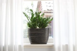 Bloempot Tokio Ovaal - L40 X B14 X H12cm - Goud -Ingemaakte Serie Winkel bloempot tokio ovaal goud bloempot 2 1 3