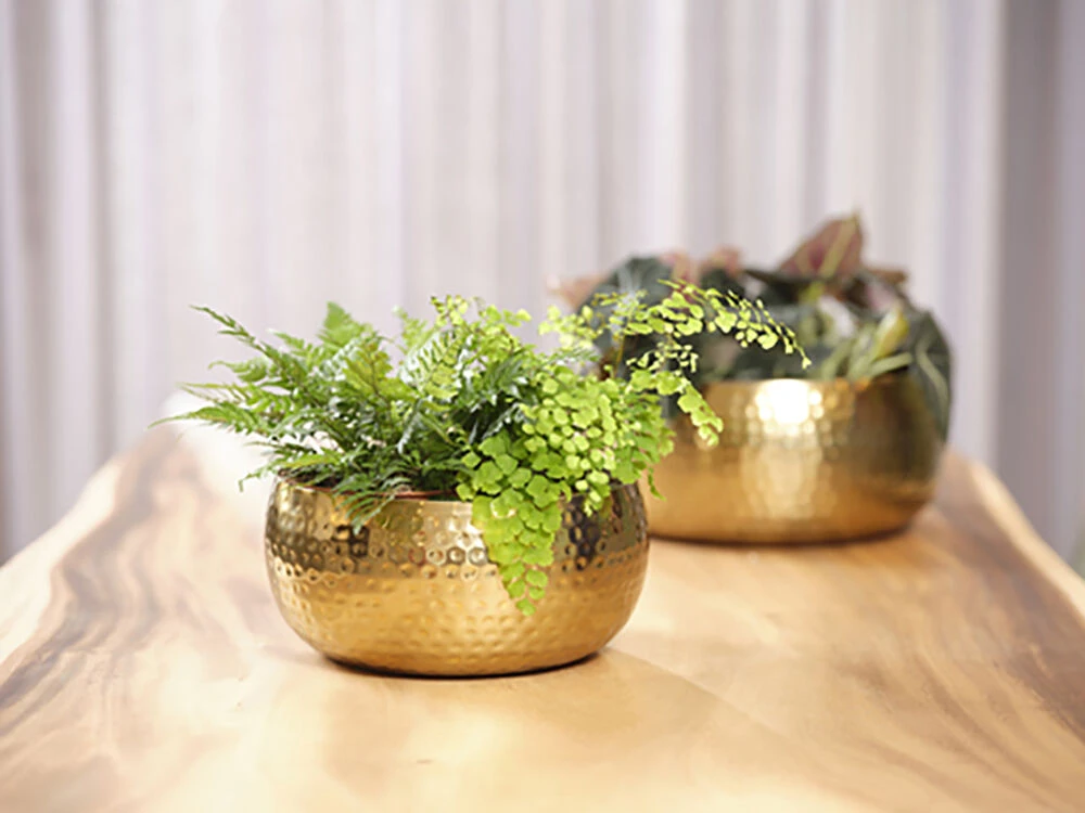 Plantenschaal Kody - d34 x h15cm - Goud Plantenschaal Kody - D34 X H15cm - Goud -Ingemaakte Serie Winkel bowl kody gold d34 h15 schaal 7 12