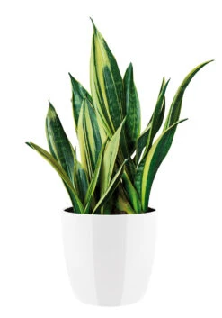 Bloempot Elho Brussels Diamond Rond 25cm - Wit -Ingemaakte Serie Winkel brussels diamond rond 25cm bloempot wit 6 20