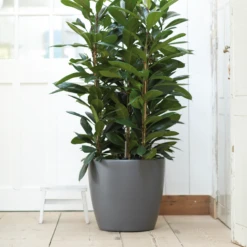 Bloempot Elho Brussels Rond 47cm - Met Wielen - Antraciet -Ingemaakte Serie Winkel elho brussels rond wielen 47 grijs bloempot 7 7