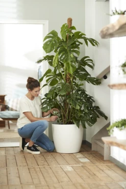 Bloempot Elho Brussels Rond 47cm - Met Wielen - Wit -Ingemaakte Serie Winkel elho brussels rond wielen 47 wit bloempot 7 7