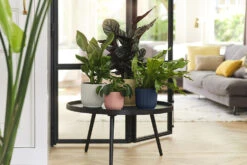 Bloempot Elho Vibes Fold Rond - D22 X H20cm - Delicaat Roze -Ingemaakte Serie Winkel elho vibes fold rond 22 roze d22 h20cm bloempot delicaat roze 7 19