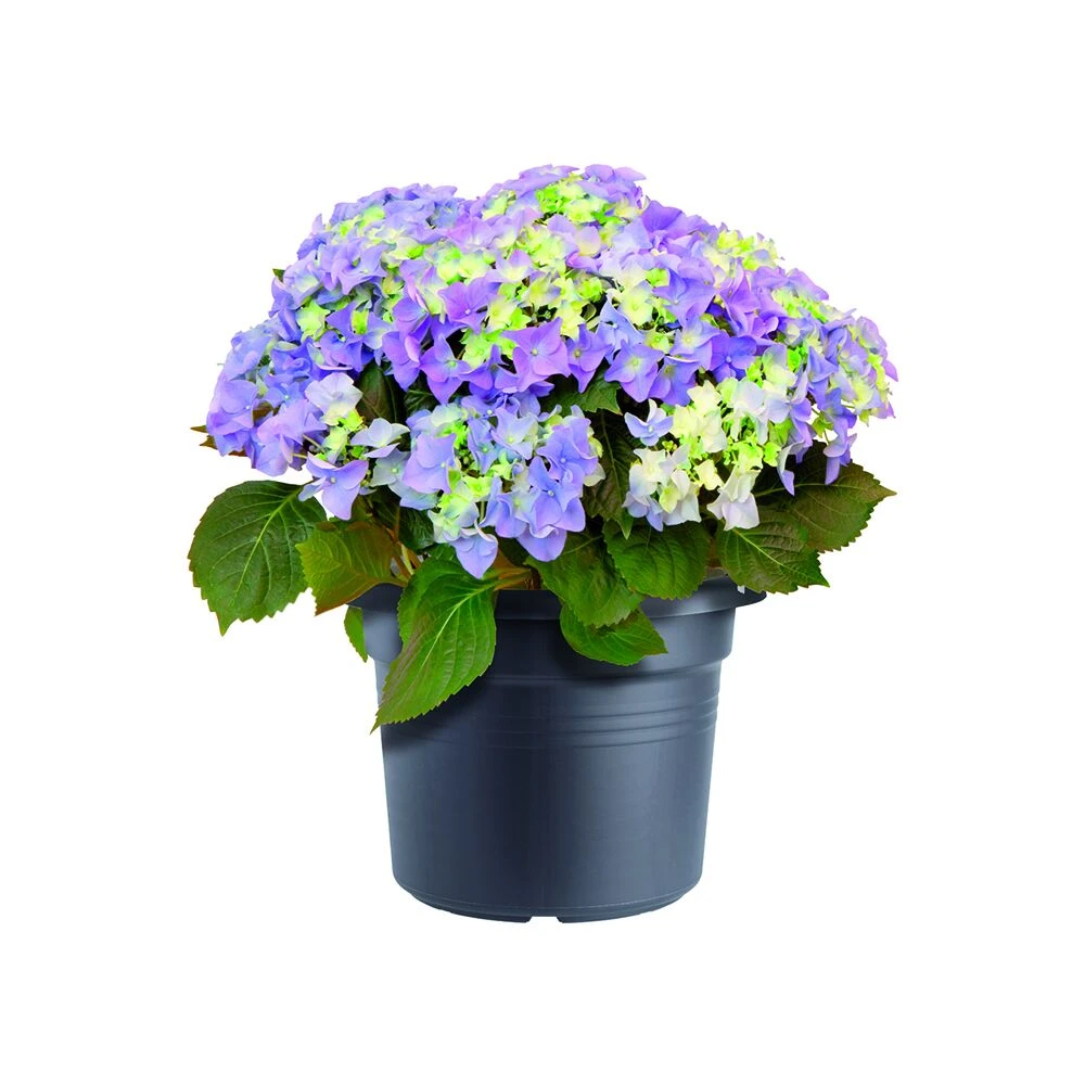 Bloempot Elho Green Basics Cilinder 45cm - Living black Bloempot Elho Green Basics Cilinder 45cm - Living Black -Ingemaakte Serie Winkel green basics cilinder 45cm bloempot living black 6 16