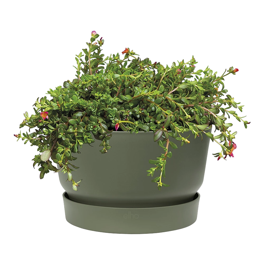 Plantenschaal Elho Greenville 33cm - Bladgroen Plantenschaal Elho Greenville 33cm - Bladgroen -Ingemaakte Serie Winkel greenville schaal 33cm bloempot bladgroen 2 8