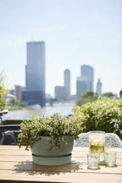 Plantenschaal Elho Greenville 33cm - Bladgroen 4 Plantenschaal Elho Greenville 33cm - Bladgroen -Ingemaakte Serie Winkel greenville schaal 33cm bloempot bladgroen 6 13