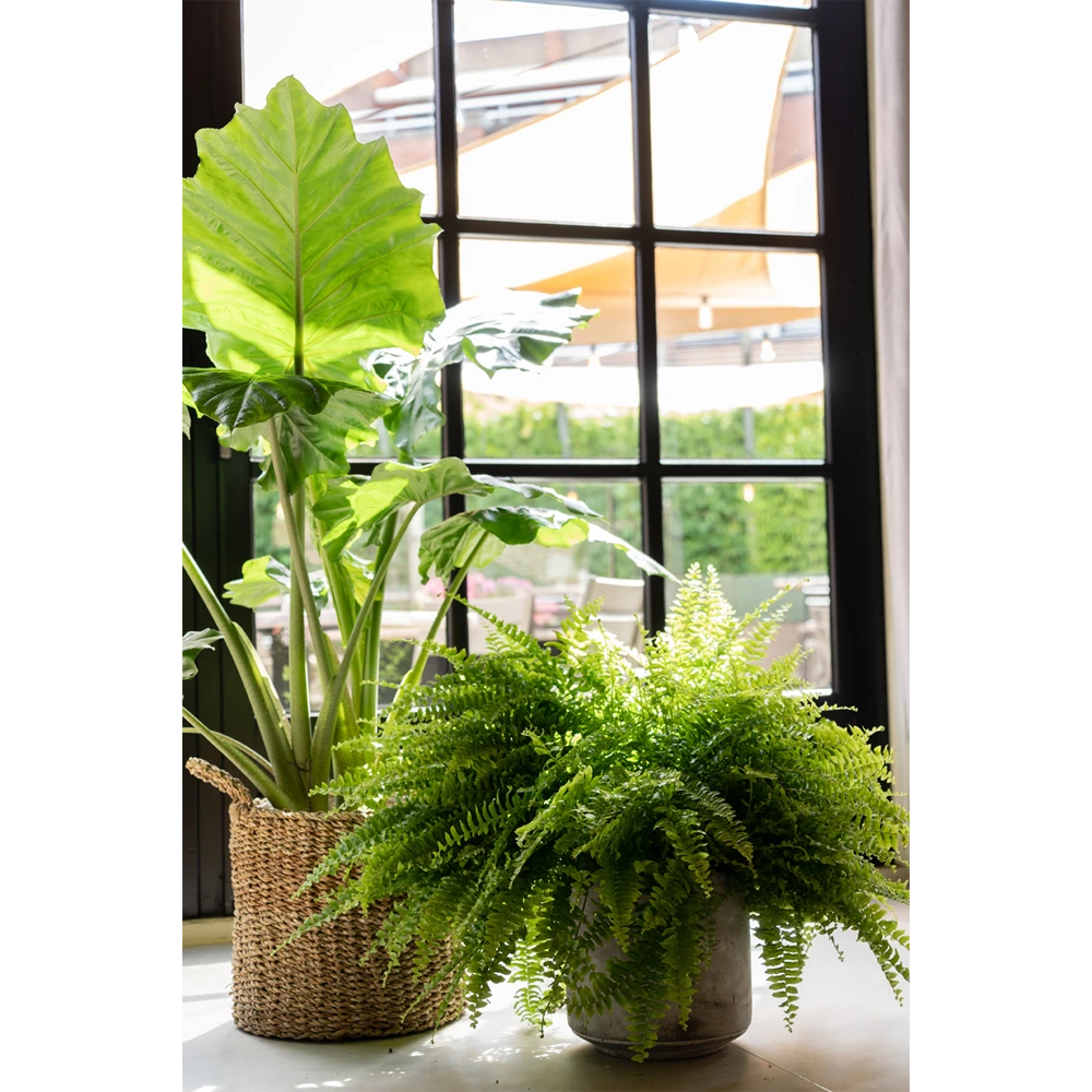 Plantenmand Joris - d33 x h31cm - Naturel Plantenmand Joris - D33 X H31cm - Naturel -Ingemaakte Serie Winkel plantenmand joris naturel plantenmand 2 1