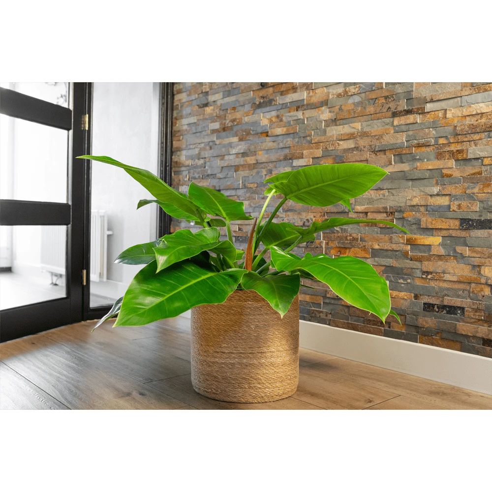 Plantenmand Stef - d31 x h31cm - Naturel Plantenmand Stef - D31 X H31cm - Naturel -Ingemaakte Serie Winkel