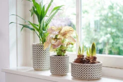 Bloempot Thies Hoog - D14 X H20cm - Olijf Groen -Ingemaakte Serie Winkel pot hoog thies olive green d14 h20 bloempot 6 10