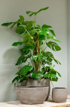 Bloempot Mira - D39 X H36cm - Wit -Ingemaakte Serie Winkel pot mira d39 h36cm industrieel wit bloempot 6 11