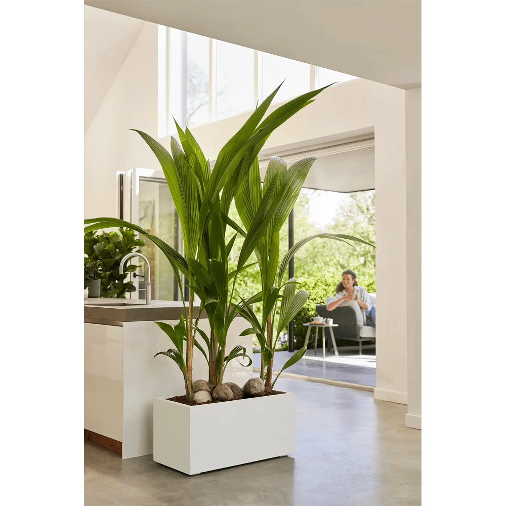 Vivo Next lang wielen 60cm - Wit Elho Vivo Next Lang Wielen 60cm - Wit -Ingemaakte Serie Winkel