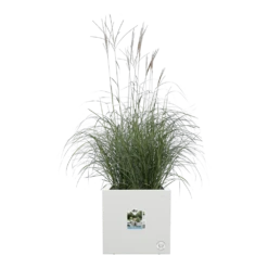 Elho Vivo Next Vierkant Wielen 30cm - Wit -Ingemaakte Serie Winkel vivo next vierkant wielen 30cm wit 5 1